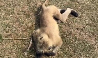 दुर्घटना मे घायल बंदर की बजरंग दल के युवकों ने बचाई जान