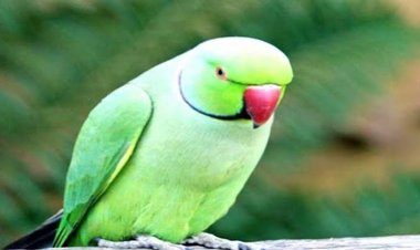 तोते एवं अन्य पक्षियों को घर में पालने के संबंध में जारी निर्देश पर स्थगित,