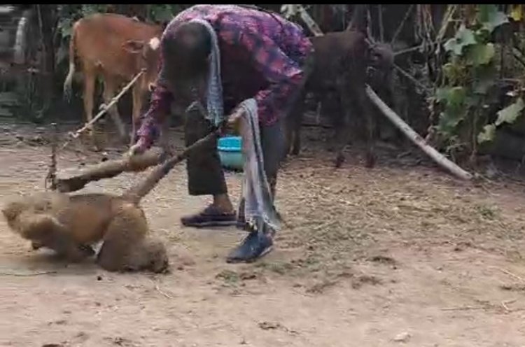 हैवानियत: शराबी युवक ने बंदर को बेरहमी से पीटा घायल अवस्था में ईलाज के लिए कानन मिनी जू भेजा गया, वन्य जीव संरक्षण अधिनियम के तहत हो सकती है कार्रवाई