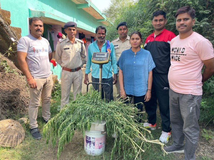 घर की बाड़ी मे कर रहा था  गांजे की खेती, पुलिस ने किया पर्दाफास