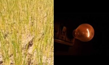 *संकट में किसान, सिंचाई की कमी से सूख रहे फसल! विद्युत अधिकारी बेपरवाह*