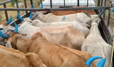 16 नग बैलो को क्रूरतापूर्वक  बुचड़खाना ले जाने वाले 02 आरोपी को पुलिस ने भेजा जेल