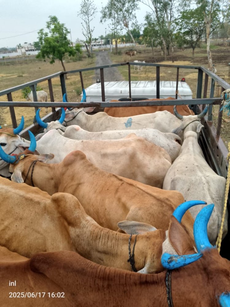 16 नग बैलो को क्रूरतापूर्वक  बुचड़खाना ले जाने वाले 02 आरोपी को पुलिस ने भेजा जेल