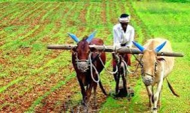 *किसानो को मिलेगा प्रति एकड़ 10 हजार रूपए की प्रोत्साहन राशि,दलहन, तिलहन की फसल लेने पर भी किसानों को मिलेगा कृषक उन्नति योजना का फायदा!कृषि विभाग ने जारी किए विस्तृत दिशा-निर्देश*