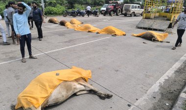 *बड़ी ख़बर: तेज रफ्तार वाहन ने 22 गौ वंश को कुचला, ग्रामीणों का फूटा गुस्सा, कलेक्टर- एसपी पहुंचे मौके पर*