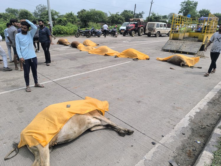 *बड़ी ख़बर: तेज रफ्तार वाहन ने 22 गौ वंश को कुचला, ग्रामीणों का फूटा गुस्सा, कलेक्टर- एसपी पहुंचे मौके पर*